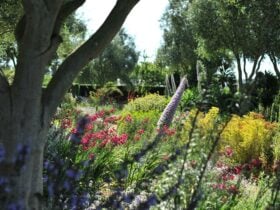 Gladiolus, Echium, Phlomis