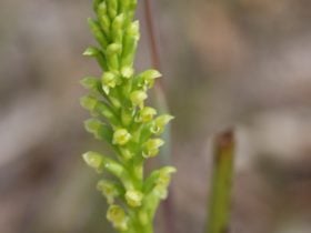 Langwarrin Flora and Fauna Reserve