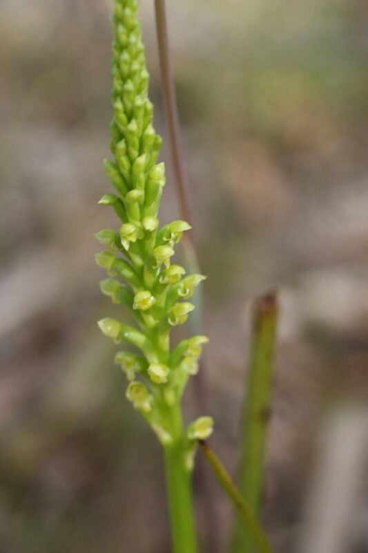 Langwarrin Flora and Fauna Reserve