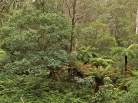Lind National Park