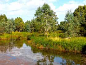 Mansfield Mullum Wetlands