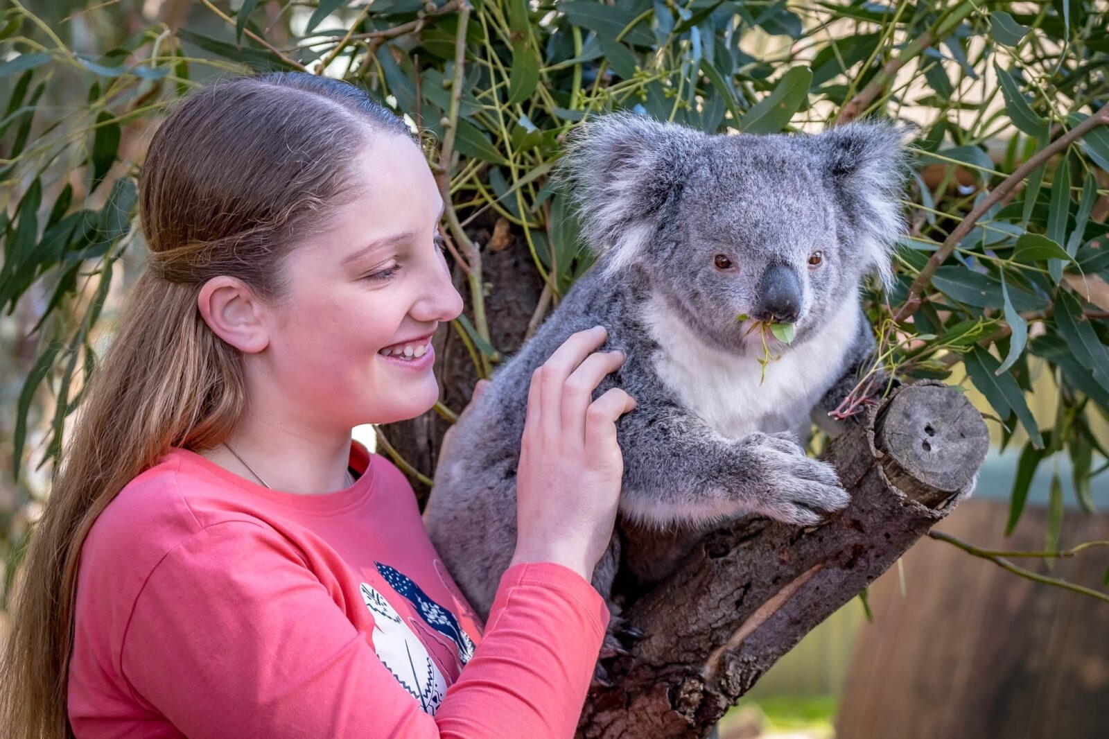 Person with koala, touching it