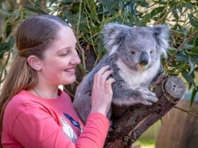 Person with koala, touching it