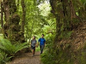 Melba Gully