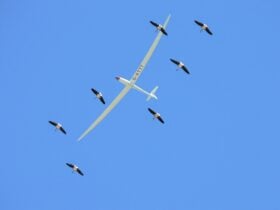 Soaring with birds