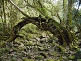 Mitchell River Walking Track, Gippsland, Victoria, Australia
