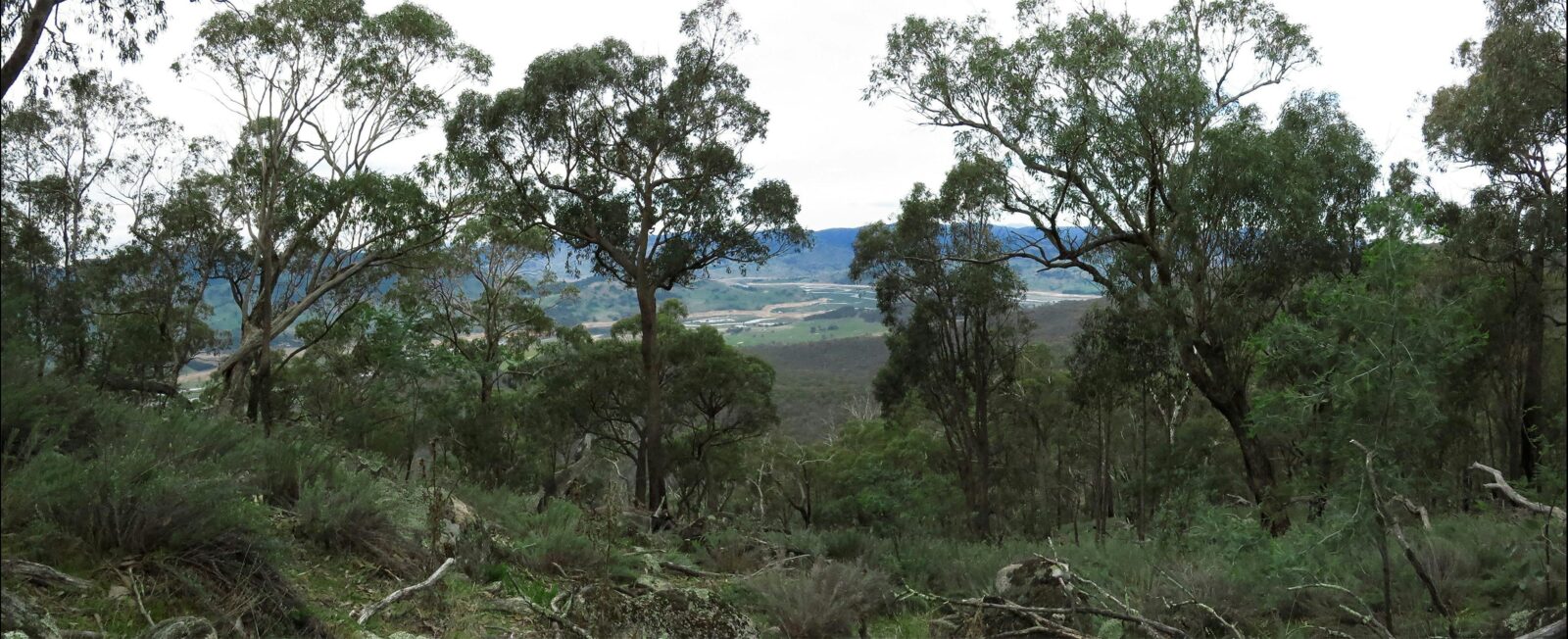Mount Granya State Park