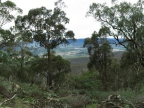 Mount Granya State Park