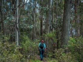Mt Samaria Walking Track