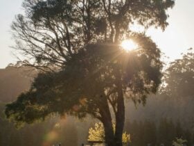 Mt Dandenong Circuit, Olinda, visityarravalley.com.au