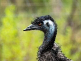 Emu