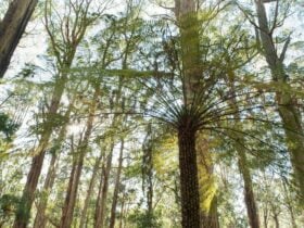 Olinda and Grey Gums Track, Silvan, visityarravalley.com.au