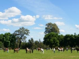Horse Show at the oxley recreation reserve