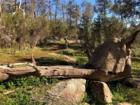 pine gully