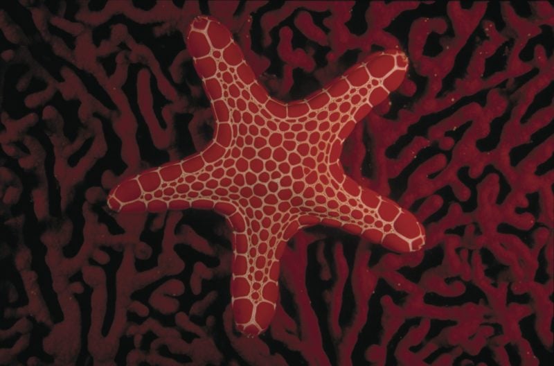Generic Parks Victoria - Sea Star