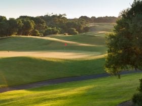 Green vast golf course with hues of orange sunset surrounded by large green trees