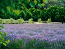 Lavender fileds at the beginning of bloom