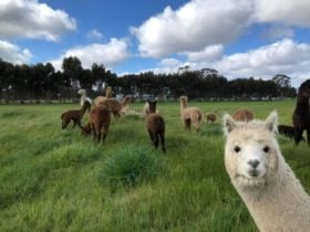 Cheeky Alpacas