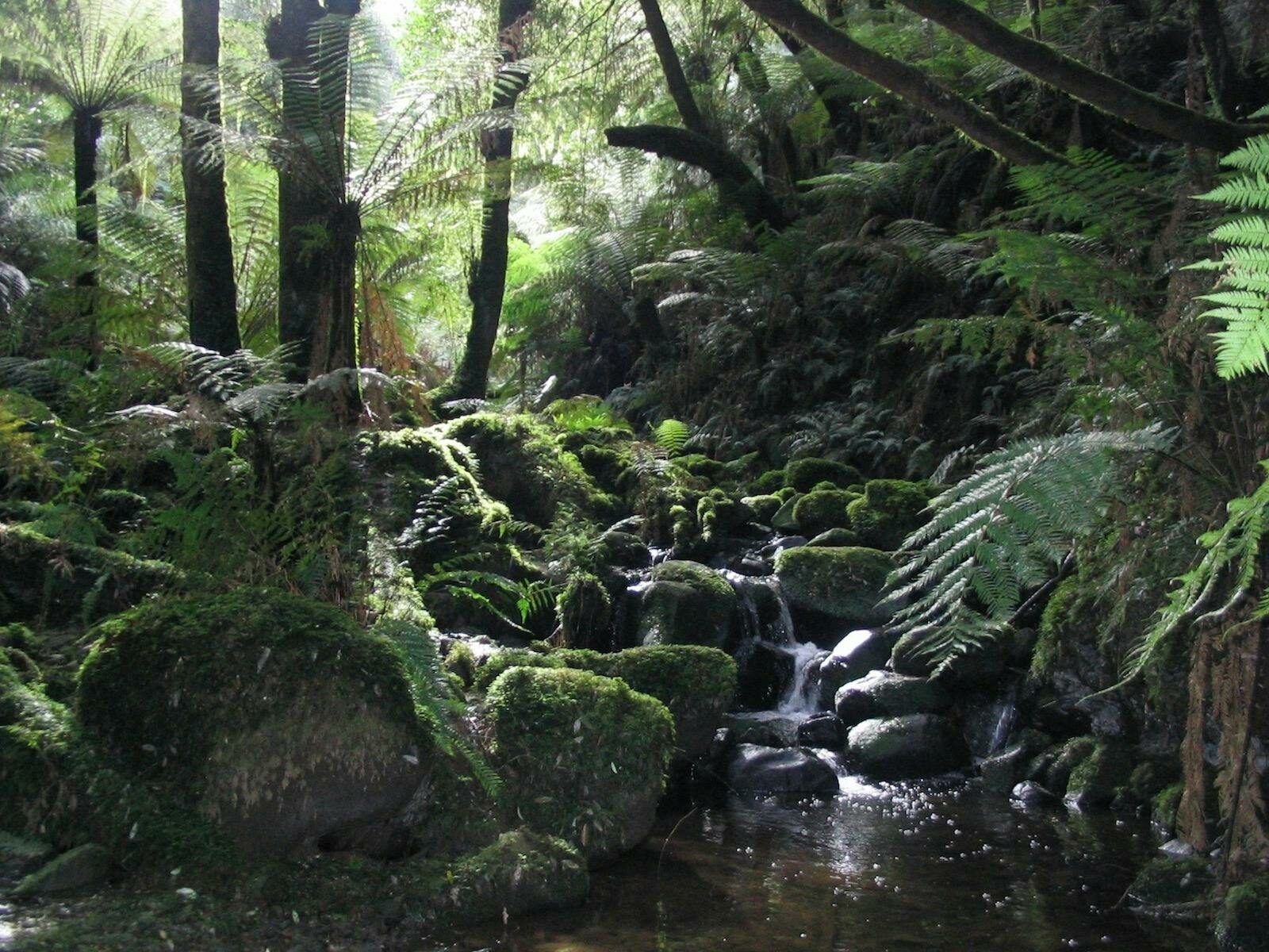 Sherbrooke Falls Loop, Sherbrooke, visityarravalley.com.au