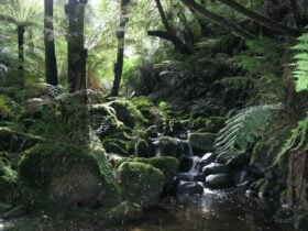 Sherbrooke Falls Loop, Sherbrooke, visityarravalley.com.au
