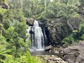 Waterfall From Viewing Platform, Stevensons Falls