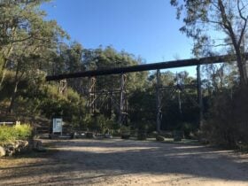 tall wooden bridge surrounded by forest