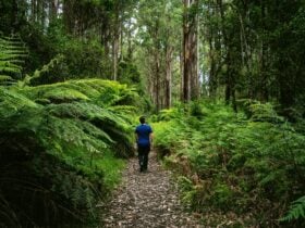 Tanglefoot Loop
