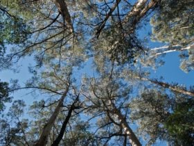 Tarra Bulga National Park