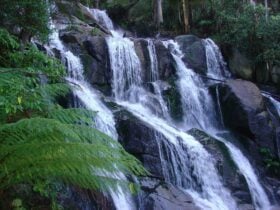 waterfall surrounded by forest