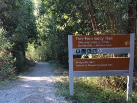 Tree Fern Gully Trail