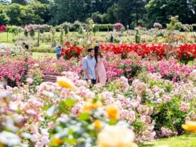 Couple walking through Victoria State Rose Garden