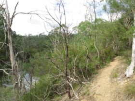 Warrandyte State Park