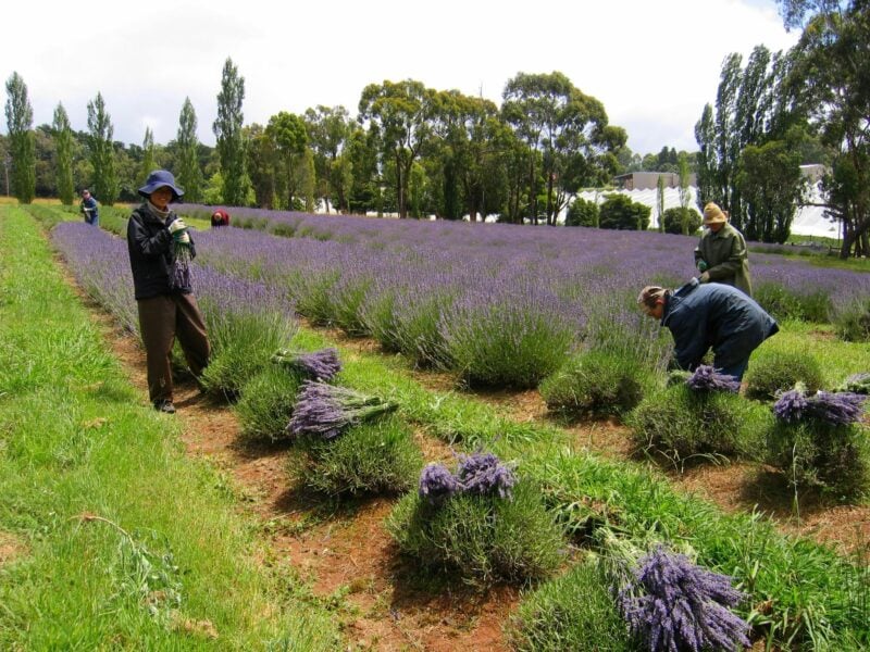 Harvesting the lavender at Warratina Lavender Farm