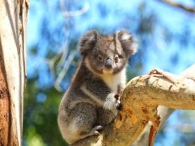 Wildlife Wonders