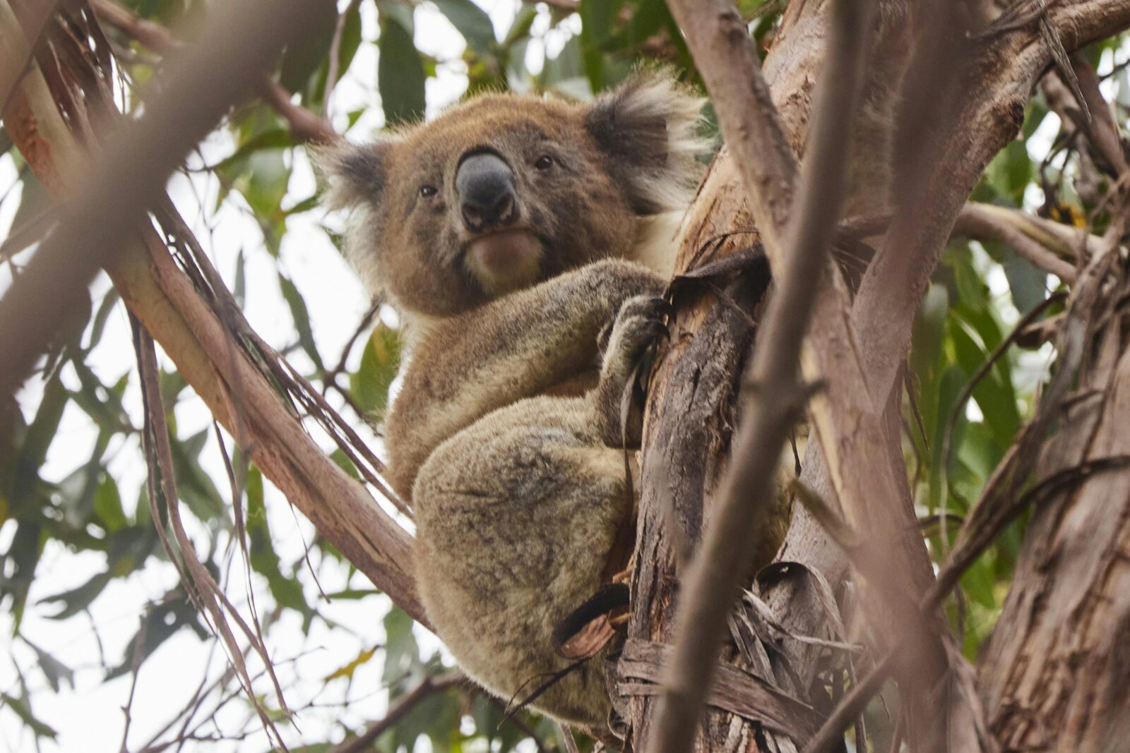A koala sitting in a gum tree