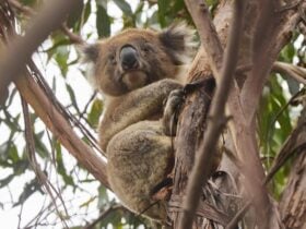 A koala sitting in a gum tree