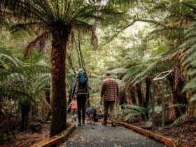 A family walking across a boardwalk in the forest.