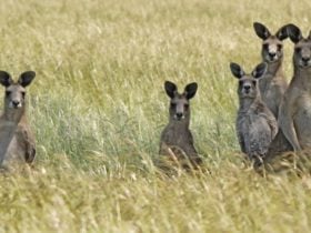 Woodlands Historic Park- Kangaroos