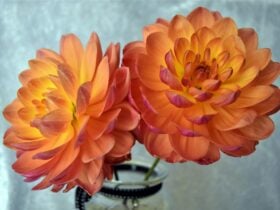 Pam Howden - Flower of the year