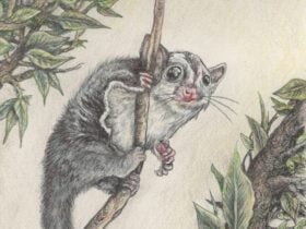 sugar glider colour pencil drawing by Mara Jordan