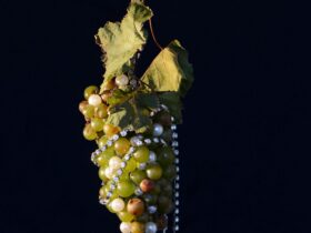 Bacchus - Fleet Wines & Coal Creek