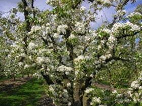 A photo of a pear tree covered in white blossoms in a fruit orchard.
