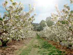 Blue Hills Blossom Show