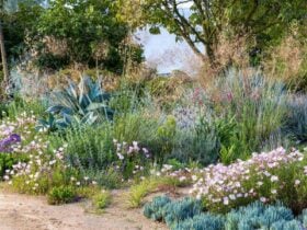 Flower border with Mediterranean in soft blue grey with pink flowers