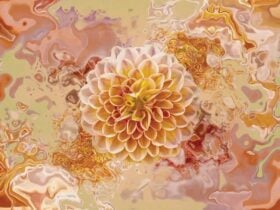Original photograph of a Texas Moon Dahlia flower, a peach colored bloom