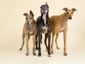 Gumtree Greys Speed Dating Event at Abbotsford Convent
