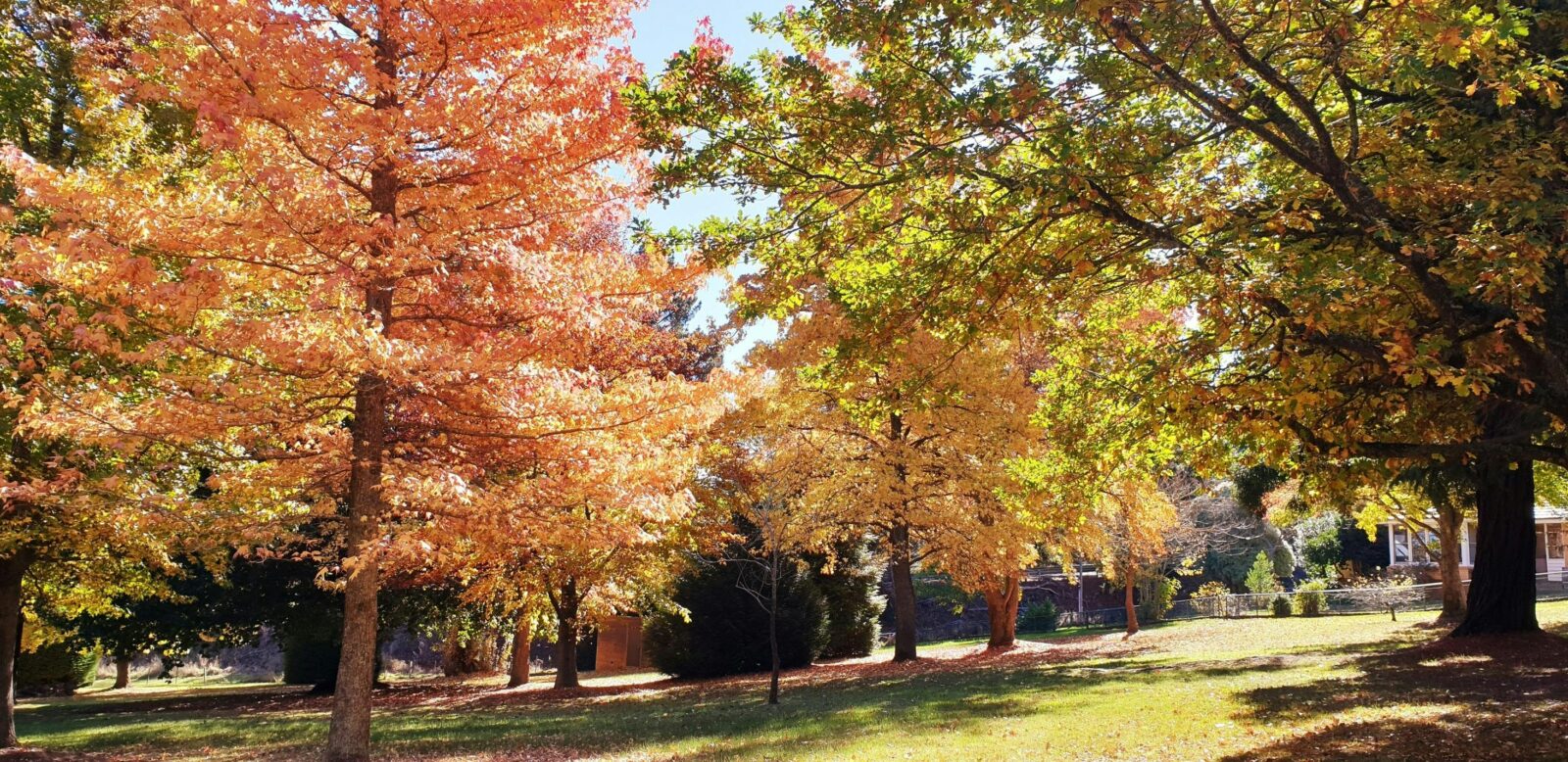 Autum