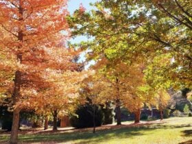 Autum