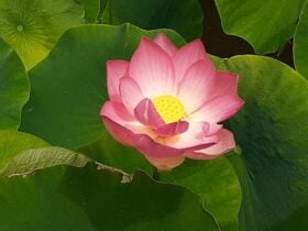 Lotus