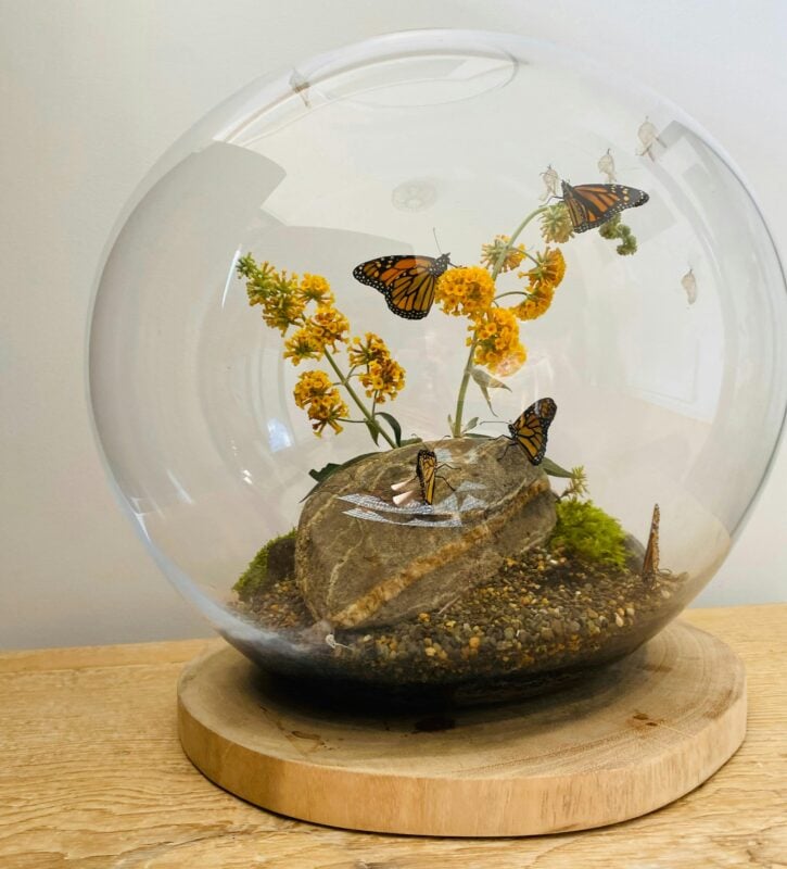 A glass terrarium with plants and butterfly inside